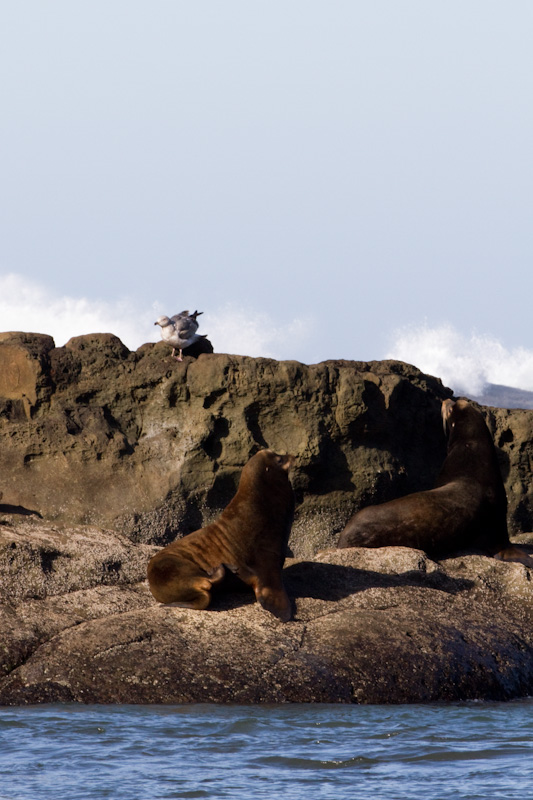 California Sea Lions